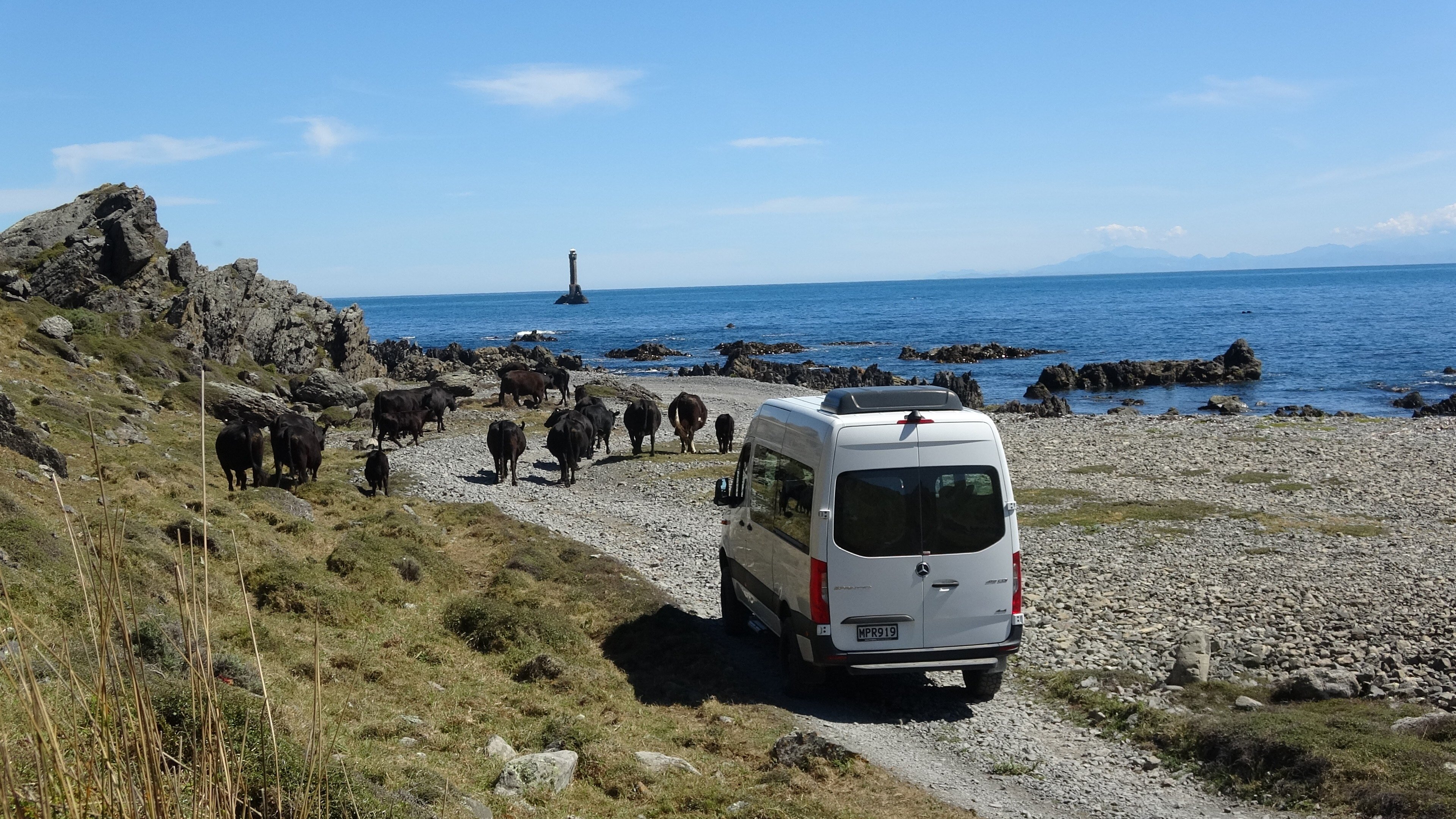 Copy of Vehicle on coast with cows
